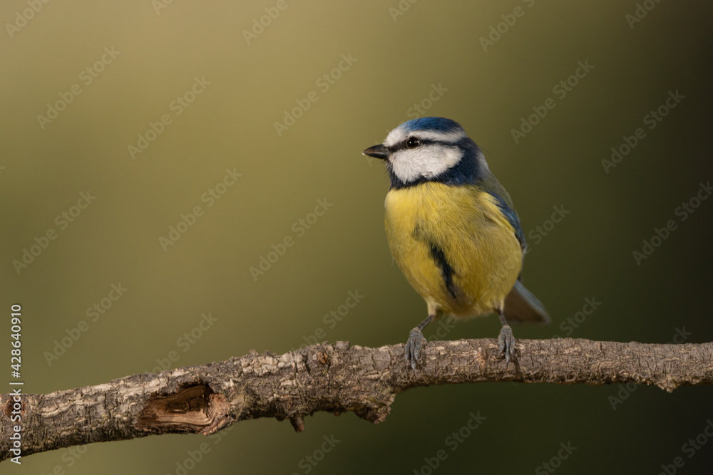 herrerillo común posado sobre una rama con fondo verde (Cyanistes caeruleus)​