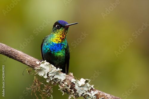 Fiery-throated Hummingbird - Panterpe insignis medium-sized hummingbird breeds only in the mountains of Costa Rica and Panama. Beautiful colourful bird with orange, yellow, blue and green feather.