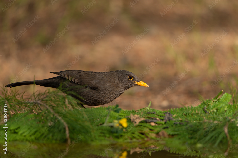 mirlo (Turdus merula) en el suelo junto al los helechos del estanque mirlo (Turdus merula) en el suelo junto al los helechos del estanque