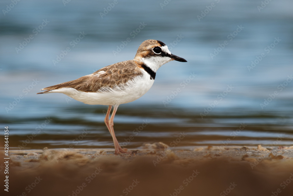 Charadrius collaris - Collared Plover small shorebird in the plover family, Charadriidae, lives along coasts and riverbanks of the tropical to temperate Americas, from Mexico to Chile and Argentina