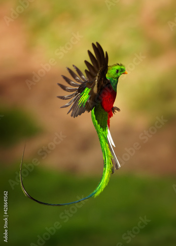 Quetzal - Pharomachrus mocinno male - bird in the trogon family, found from Chiapas, Mexico to western Panama, well known for its colorful plumage, eating wild avocado. Flying green nesting bird photo