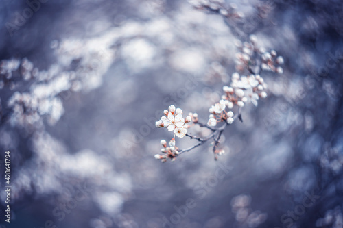 Wiosenne, białe kwiaty na drzewach, efekt bokeh