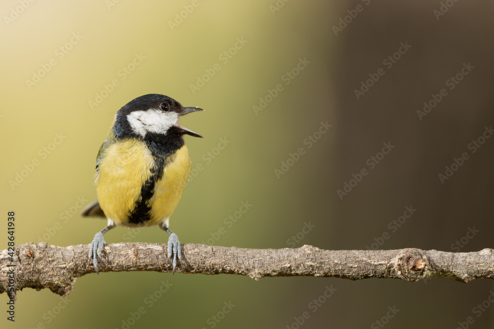 Obraz premium carbonero común (Parus major) posado en la rama de un árbol