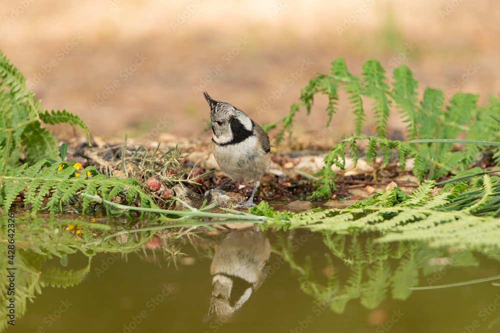 Obraz premium herrerillo capuchino (Lophophanes cristatus) bebiendo y reflejado en la charca del bosque 