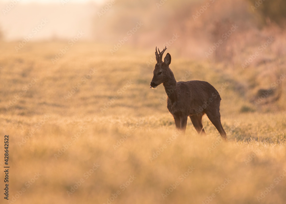 Fototapeta premium Roe deer in golden morning light