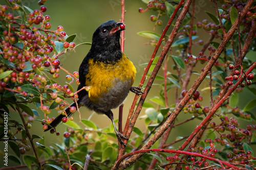 Black-and-yellow Phainoptila or Black-and-yellow Silky-flycatcher - Phainoptila melanoxantha is black and yellow bird in the family Ptiliogonatidae, found in Costa Rica and Panama mountains photo