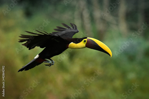Yellow-throated (Black-mandibled) Toucan - Ramphastos ambiguus  is a large toucan in the family Ramphastidae found in Central and northern South America. Flying black and yellow bird in the forest photo