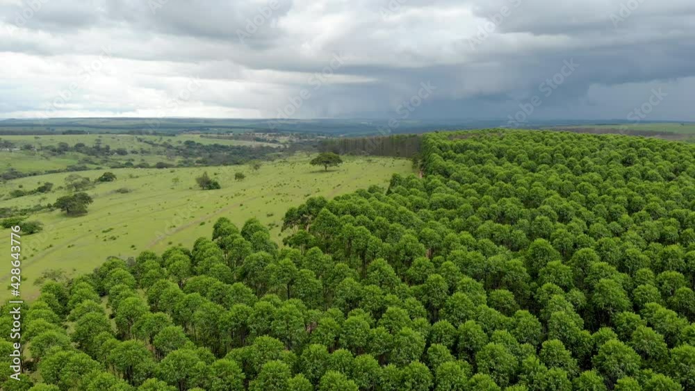Eucalyptus plantation in Brazil. Cellulose paper agriculture. Birdseye drone view. Eucalyptus Green Forest Aerial View. 4K Eucalyptus plantation in Brazil. Cellulose paper agriculture. Birdseye drone view. Eucalyptus Green Forest Aerial View. 4K