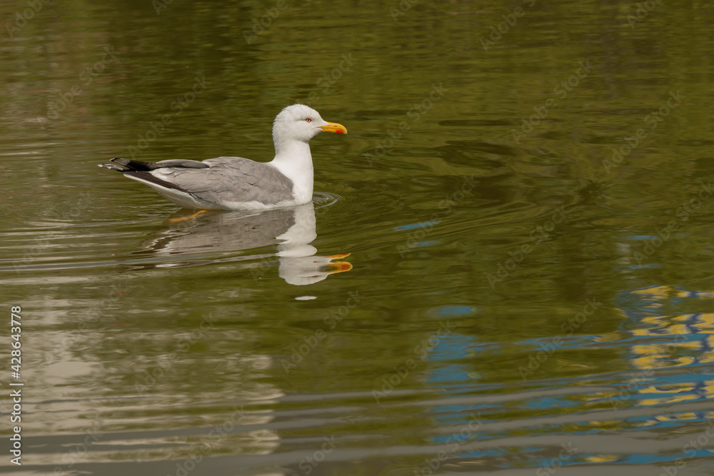 gaviota patiamarilla (Larus michahellis) nadando en el estanque del parque gaviota patiamarilla (Larus michahellis) nadando en el estanque del parque
