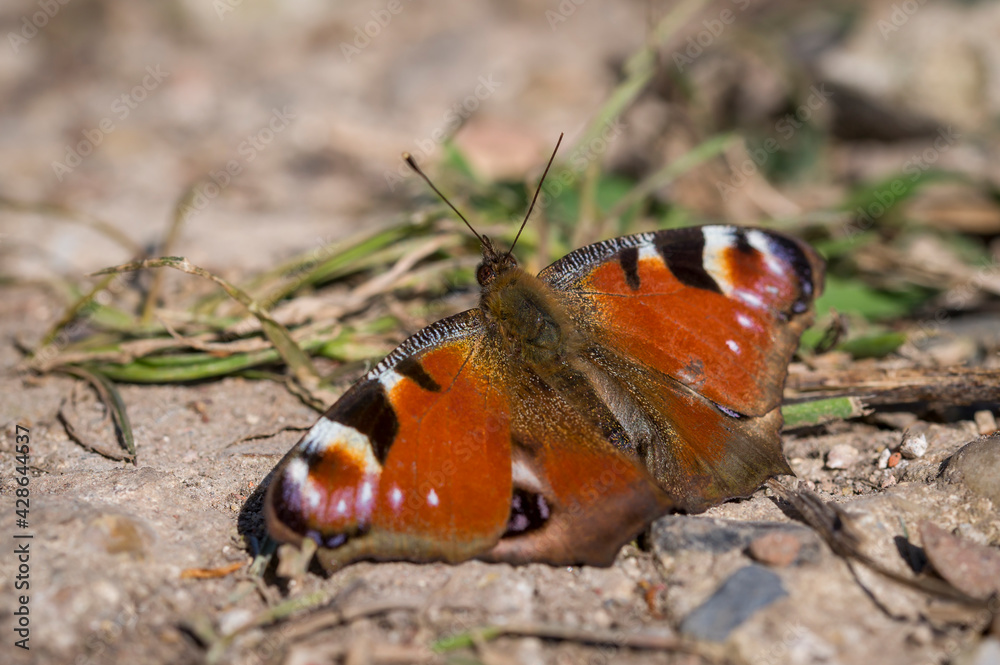 Butterfly sitting on the ground Butterfly sitting on the ground