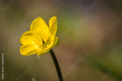 Fototapeta Naklejka Na Ścianę i Meble -  yellow daffodil flower