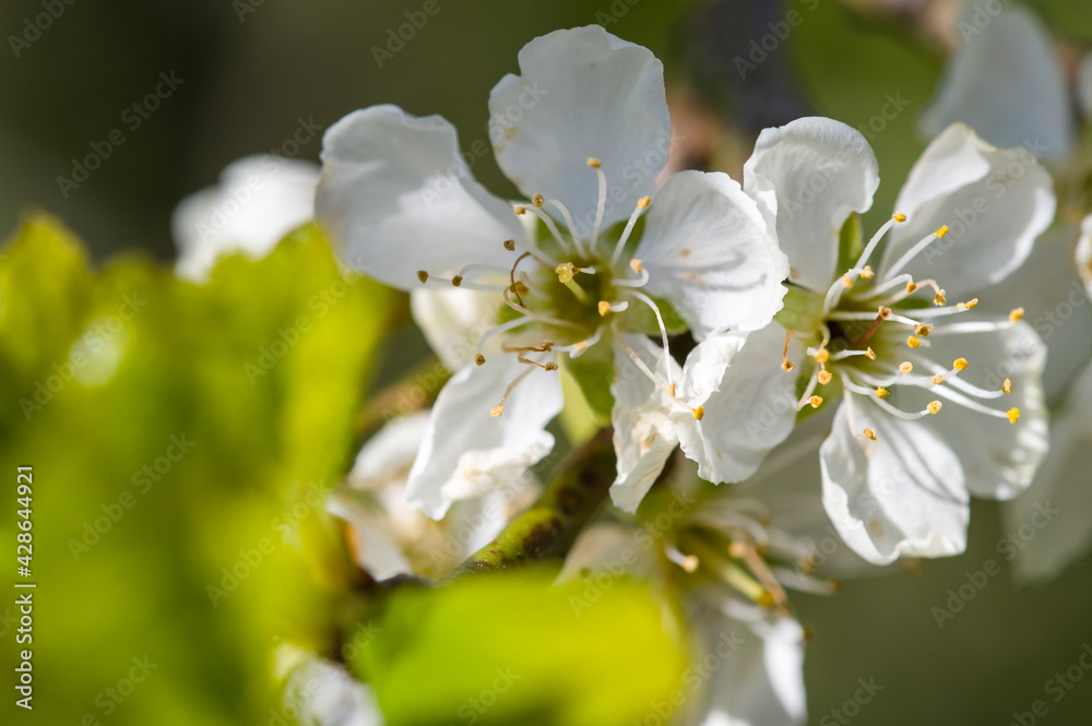 Sakura cherry blossom blooms, close up photo Sakura cherry blossom blooms, close up photo