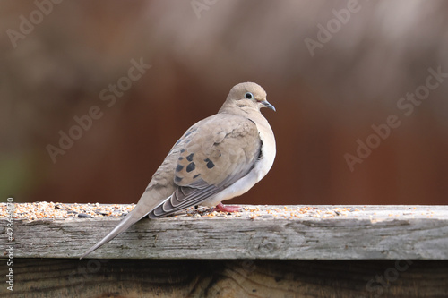 Mouning dove resting on fence photo