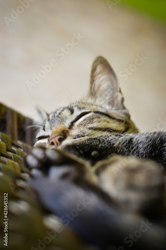 Fototapeta Naklejka Na Ścianę i Meble -  little cat