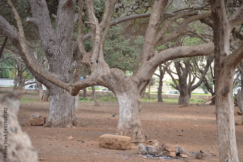 photo taken in the park photo