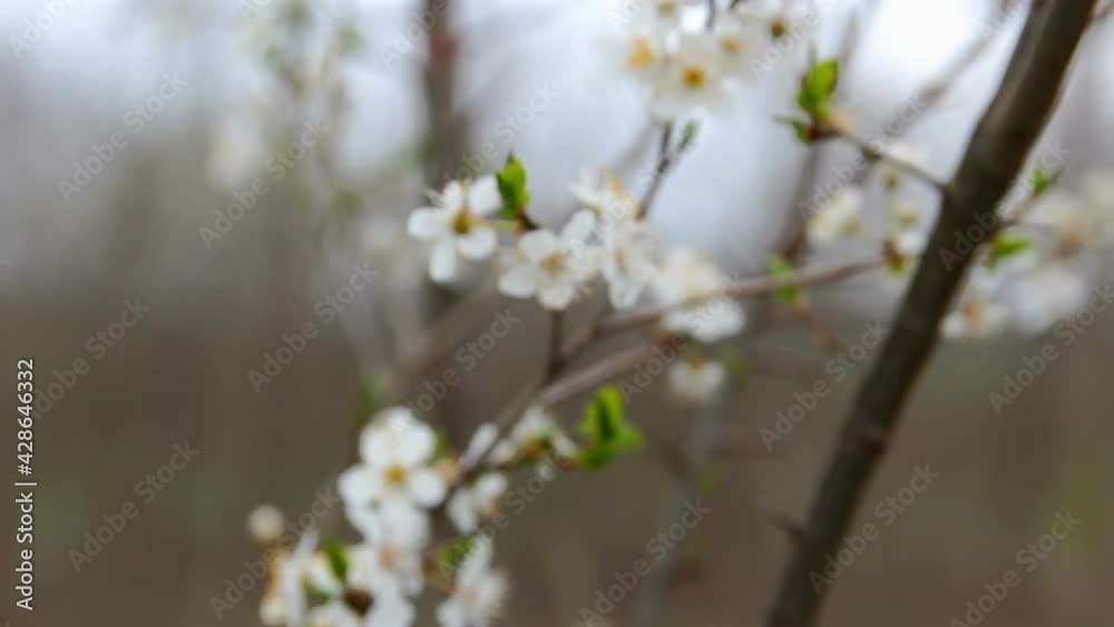 White cherry blossom flower on trunk. Spring nature background White cherry blossom flower on trunk. Spring nature background
