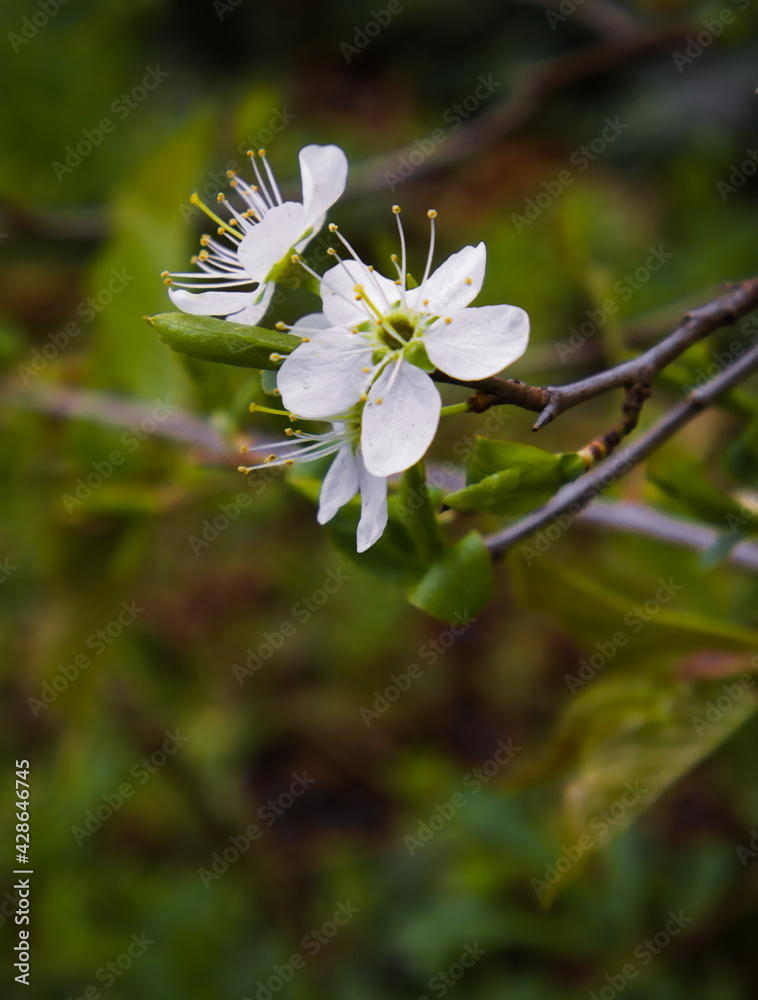 White prunus flowers blooming in spring. Flower on a twig with yellow pestles on a green background.