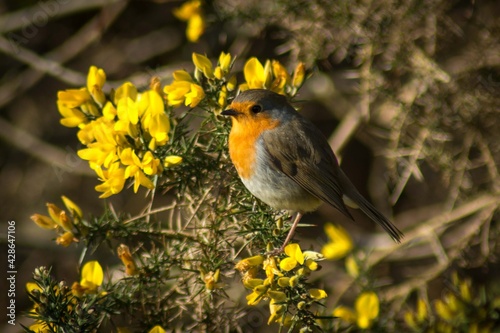 robin in the grass Scotland wildlife