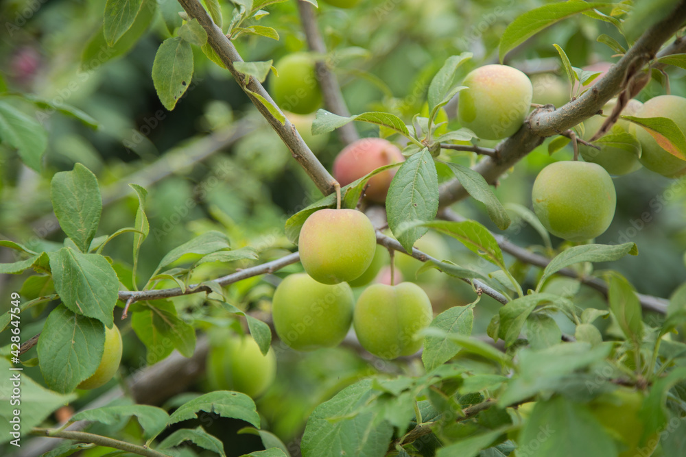 Green plum fruit on a branch surrounded by green leaves