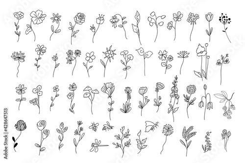 Hand drawn elements. Botanical elements for design.