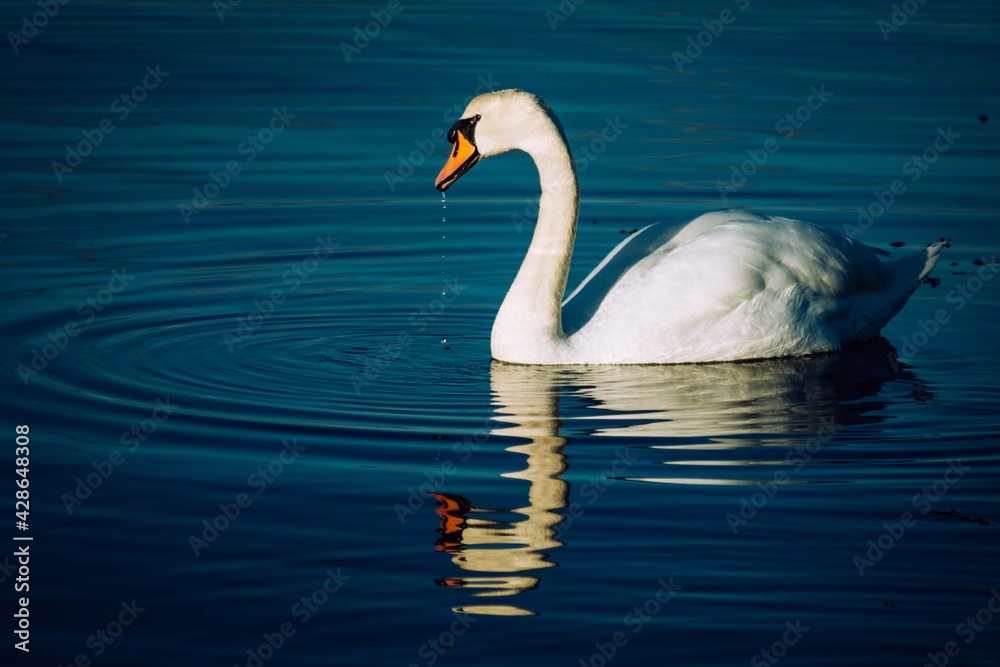 swan on the lake Scotland wildlife swan on the lake Scotland wildlife