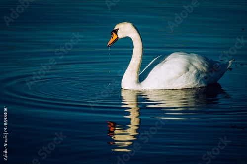 Fototapeta Naklejka Na Ścianę i Meble -  swan on the lake Scotland wildlife