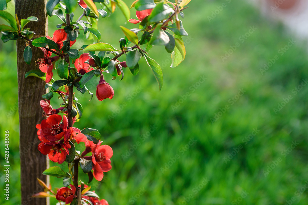 Obraz premium Close up delicate red flowers of Chaenomeles japonica shrub, commonly known as Japanese quince or Maule's quince in a sunny spring garden, beautiful Japanese blossoms floral background, sakura.