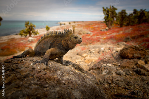 Fototapeta Naklejka Na Ścianę i Meble -  iguana over a rock in Galapagos
