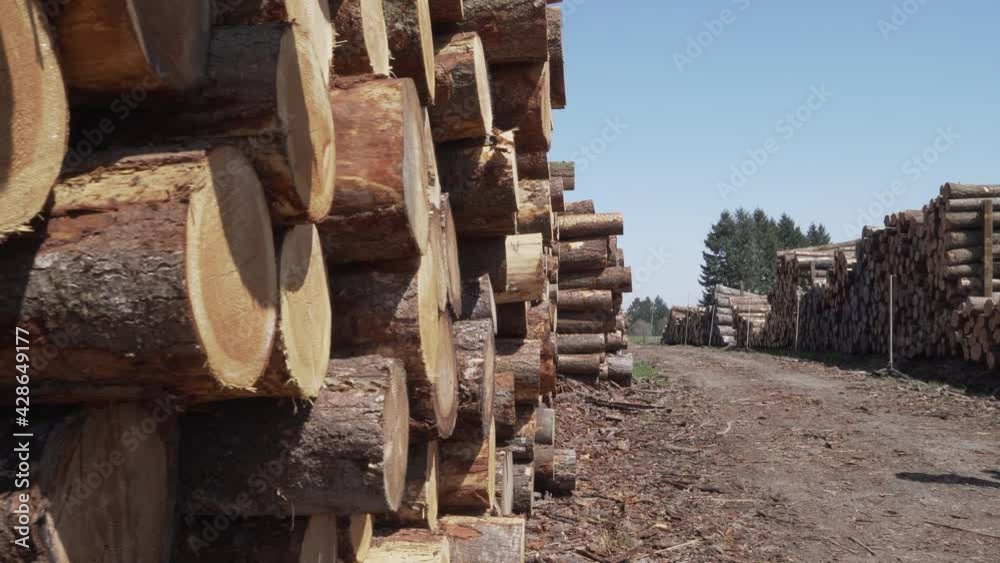 stockage de bois tronc d'arbre stockage de bois tronc d'arbre