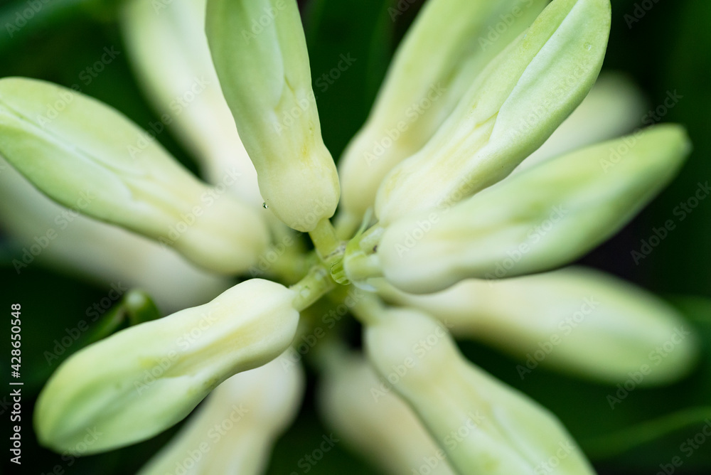 Fototapeta premium Hyacinth 1