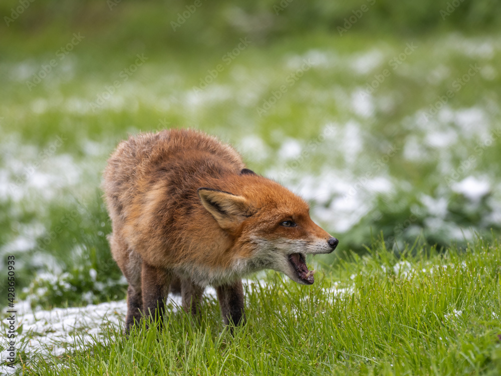 Fototapeta premium Red Fox on Snow Covered Grass