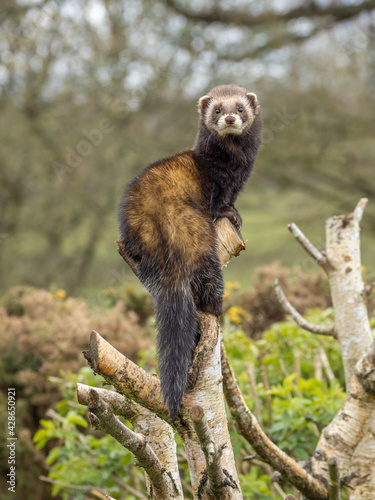 Konstfotografi Captive polecat sitting on a branch