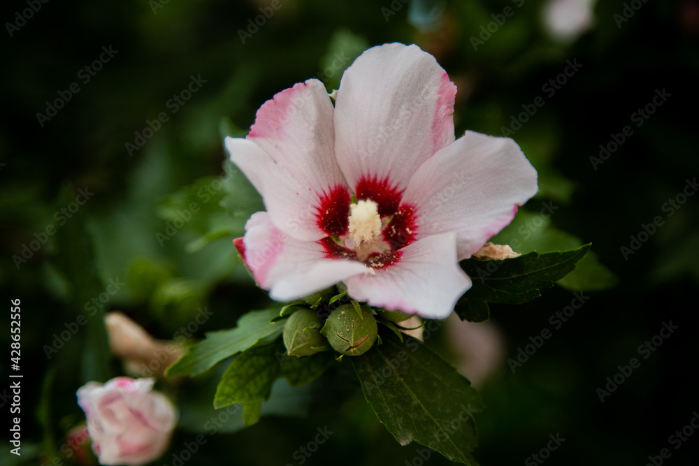 Hibiscus flowers grassy shrub close - up surrounded by green leaves. Hibiscus flowers grassy shrub close - up surrounded by green leaves.