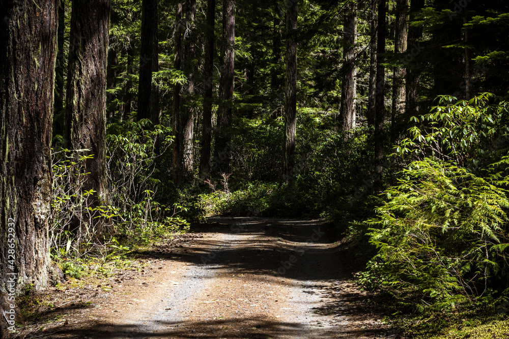 Obraz premium road in forest