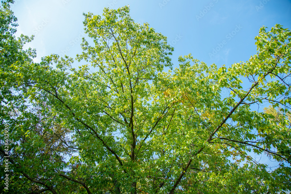Fototapeta premium The foliage of the trees against the blue sky. crown of a young, green maple tree, against the blue sky