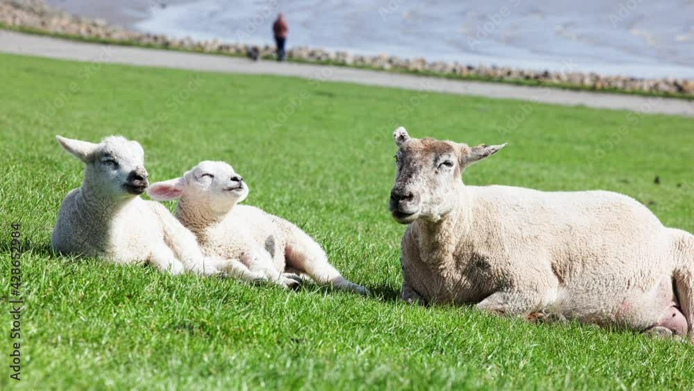 sheep and lambs, one lamb cuddling to the other, enjoying the sunshine next to the ewe sheep and lambs, one lamb cuddling to the other, enjoying the sunshine next to the ewe