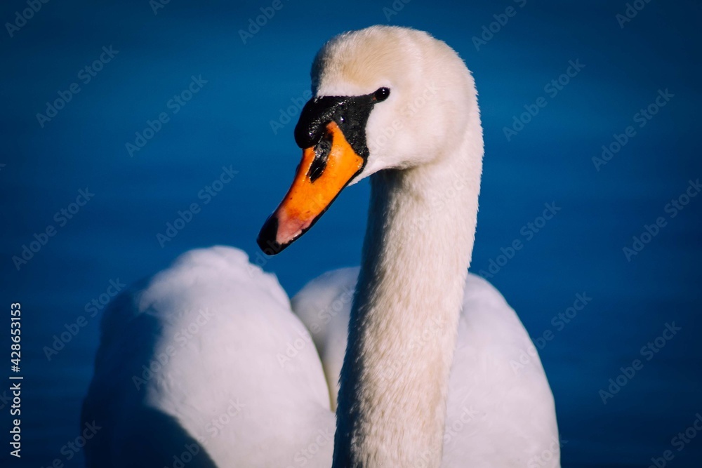 Fototapeta premium mute swan portrait Scotland wildlife