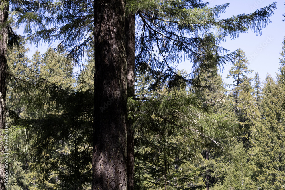 Fototapeta premium tree in the forest