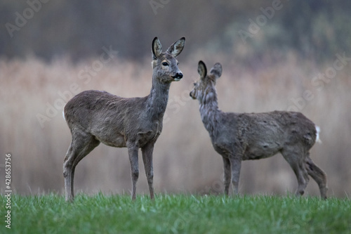 Roe deer on a meadow