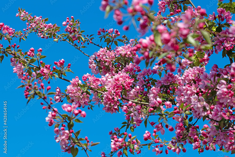 Blühender Zierapfelbaum im Frühling