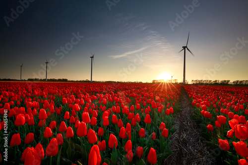 sunset over red tulip field with wind turbines