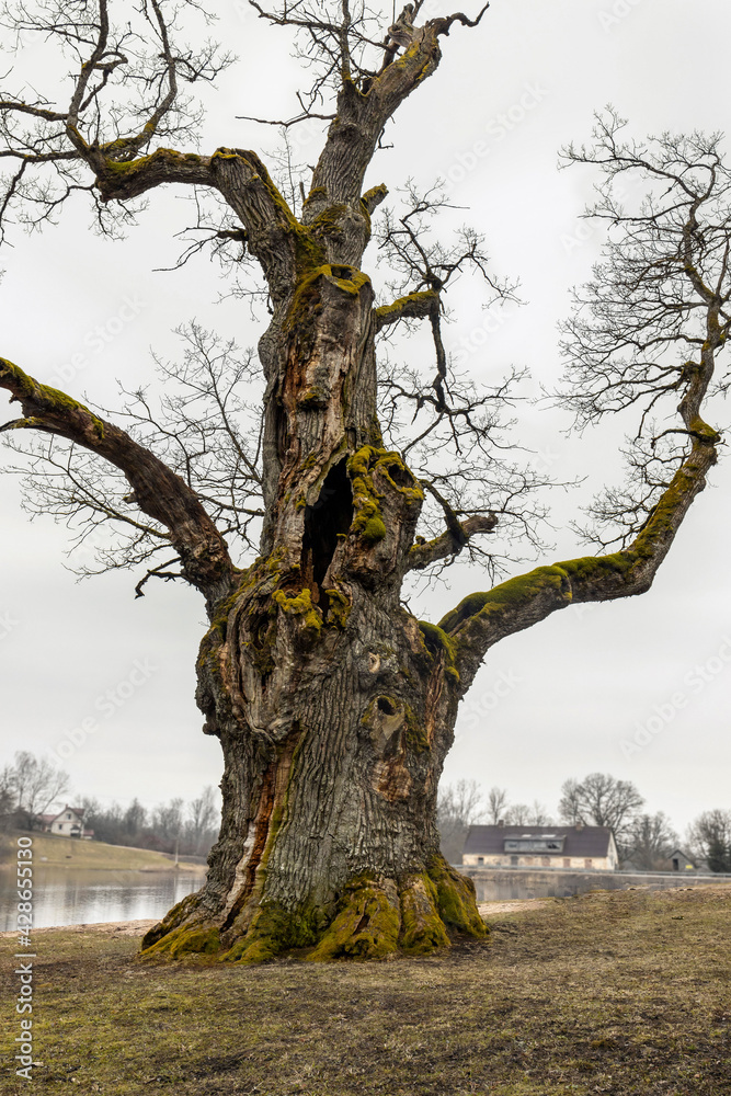 Fototapeta premium Over thousand years old oak tree near Zaube
