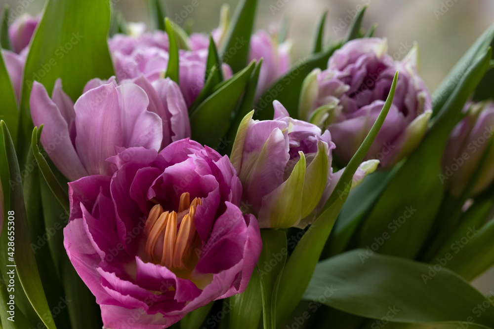 Bouquet of lilac-colored double tulips in soft focus, sun glare Bouquet of lilac-colored double tulips in soft focus, sun glare