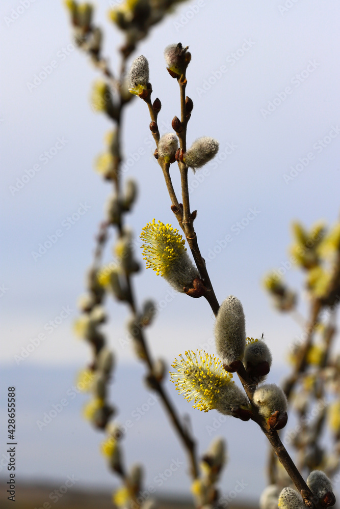 Willow branches with fluffy earrings on a background of soft blue, spring sky. Easter background. Holy Easter.
Willow branches with fluffy earrings on a background of soft blue, spring sky. Easter background. Holy Easter.