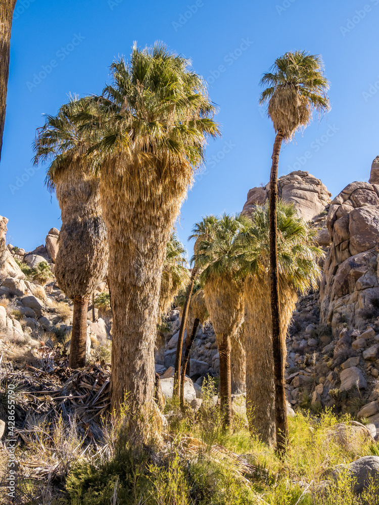 Plants of Lost Palms Oasis in Joshua Tree National Park