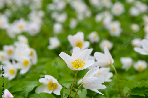 Wood with lots of white spring anemones flowers in sunny day. Forest in springtime in wild nature