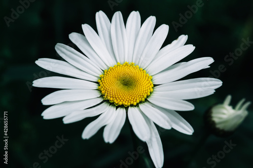 White daisy on a dark background. Flower plants in summer in nature