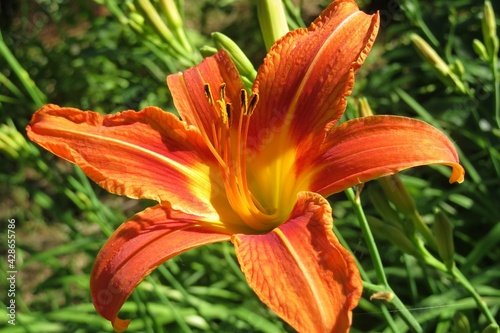 Beautiful tiger orange lily flower in the garden  closeup