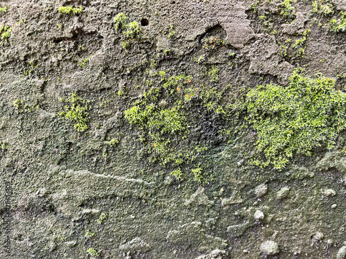 concrete wall covered with moss of different sizes
