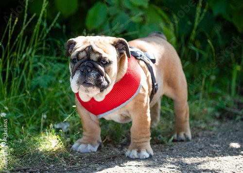 Puppy of Red English Bulldog in red harness out for a walk walking on the dry grass
